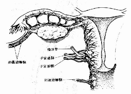 第三节 <em>女性生殖器官</em>血液供应