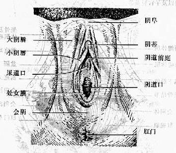 第一章 第一节 外<em>生殖器</em>