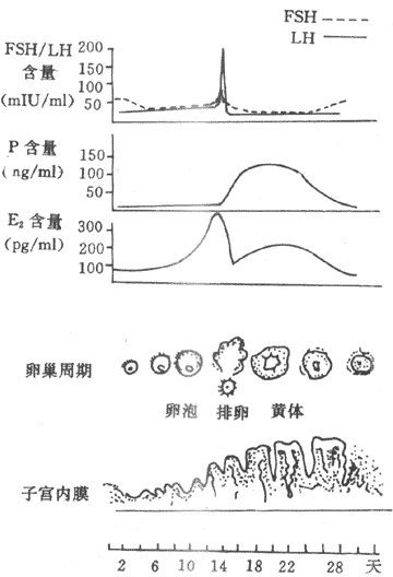第二节 <em>女性生殖</em>