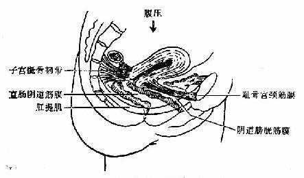 第十九章 第一节 <em>阴道</em>壁膨出
