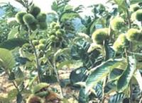 牛蒡子-原植物（图3)