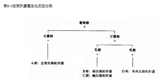志贺氏菌属生化反应分类