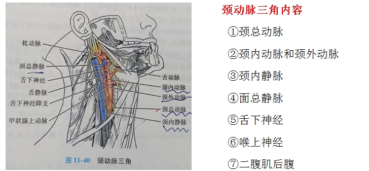 口腔解剖生理学