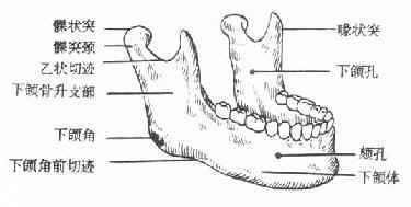 下颌骨的解剖特点有哪些？--口腔颌面颈部解剖