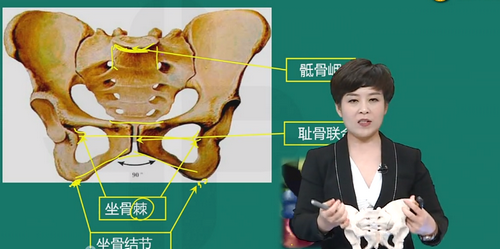 骨盆的类型、解剖2