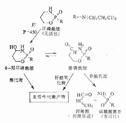 环磷酰胺的烷基化图片