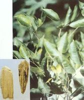 沉香-药用部分 沉香-药用部分