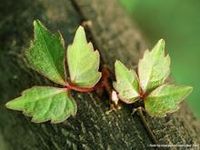 沉香-原植物 沉香-原植物