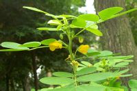 决明子-植物原生态 决明子-植物原生态