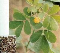 决明子-植物性状 决明子-植物性状