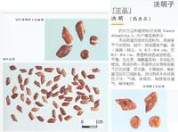 决明子 决明子