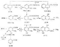 色氨酸的分解代谢 色氨酸的分解代谢