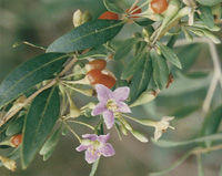 枸杞子-原植物(图3) 枸杞子-原植物(图3)