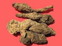 生地药材 生地药材