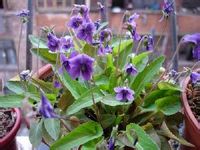 紫花地丁 紫花地丁