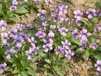 紫花地丁 紫花地丁