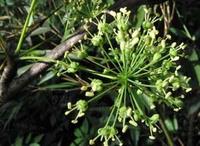 吴茱萸-原植物 吴茱萸-原植物