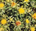 红花(Carthamus tinctorius)