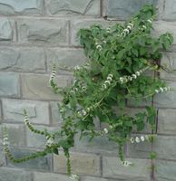 薄荷--花、叶，摄于上海中医药大学百草园