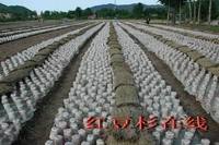 黑木耳下地 黑木耳下地