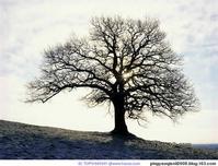 橡树 柞木 青冈栎