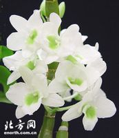 石斛兰清新淡雅