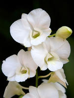 白色石斛兰