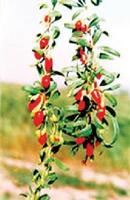 枸杞子-原植物（图4)