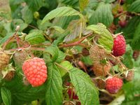 覆盆子-植物形态