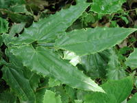 淫羊藿-原植物 淫羊藿-原植物