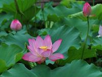 莲子-植物源生态