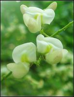 国槐的槐花-植物源生态