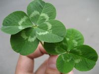 具有四片小叶的白花车轴草 具有四片小叶的白花车轴草