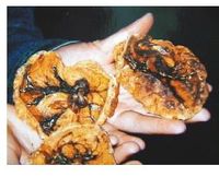 紫河车真伪鉴别