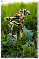 地黄玄参科多年生草本植物