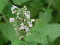 荆芥 Nepeta cataria 荆芥 Nepeta cataria