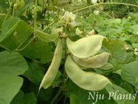 扁豆-植物源生态