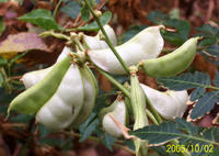 扁豆是一种含蛋白质