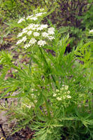 植物原态 植物原态