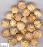 豆蔻-药材 豆蔻-药材