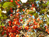 丹凤山茱萸 丹凤山茱萸