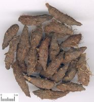 香附-中药材 香附-中药材