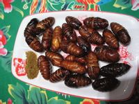炸蚕蛹 炸蚕蛹