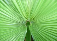 棕榈的叶子