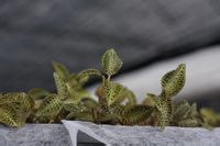 福建金线莲（Anoectochilus roxburghii）