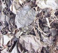 野生金线莲 野生金线莲