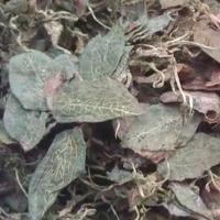 金线莲,金线莲干,野生金线莲 金线莲,金线莲干,野生金线莲