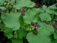 苍耳子植物（图1）