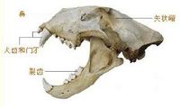 猞猁头骨