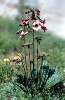 熟地黄-原植物(图2) 熟地黄-原植物(图2)